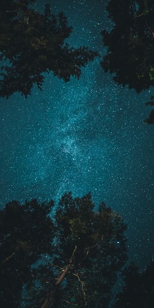 Breathtaking 4K Phone Wallpaper of a Starry Night Sky Framed by Trees