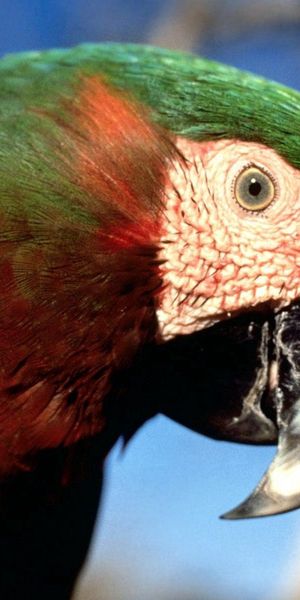Phone wallpaper: Animals, Motley, Beak, Multicolored, Color, Parrots free download