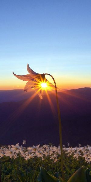 Breathtaking Sunset with Blooming Flowers in the Landscape