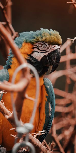 Phone wallpaper: Branches, Animals, Motley, Multicolored, Bird, Macaw, Parrots free download