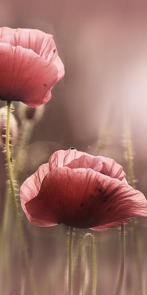 Beautiful Poppy Flowers Wallpaper in 4K - Perfect for Your Phone
