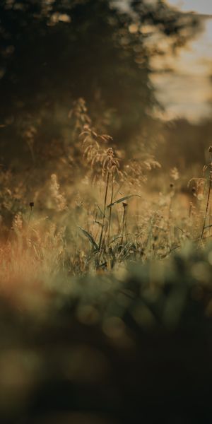 Beautiful Blurred Grass Wallpaper for Nature Lovers