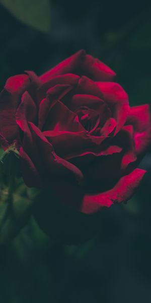 Beautiful 4K Mobile Wallpaper Featuring a Dark Rose Flower