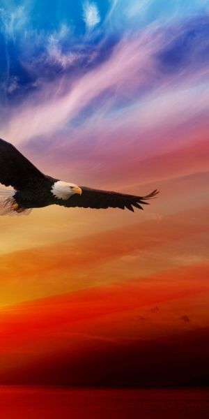 Majestic bald eagle in flight against a breathtaking sunset - 4K wallpaper