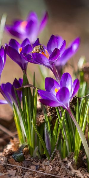 Phone wallpaper: Flowers, Flower, Earth, Bee, Spring, Crocus, Purple Flower free download