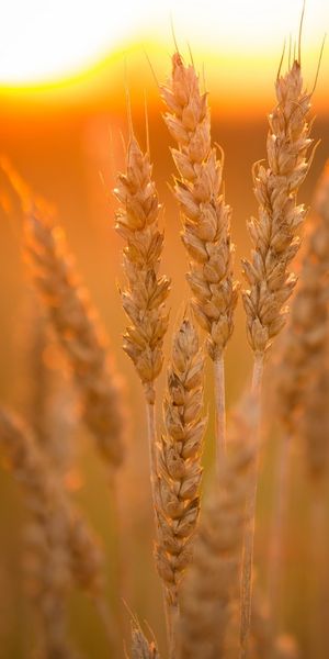 Beautiful Summer Wheat Field at Sunset