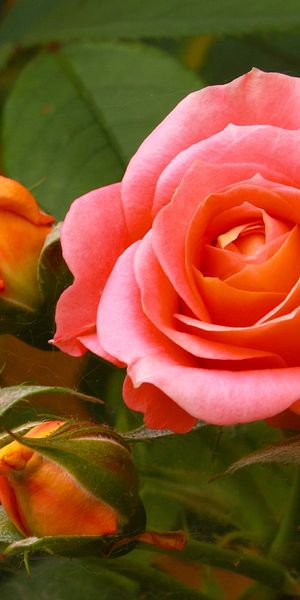 Phone wallpaper: Nature, Flowers, Flower, Rose, Bud, Earth, Pink Flower free download
