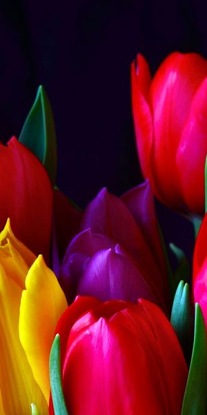 Aesthetic Colorful Tulips for Your Mobile Wallpaper