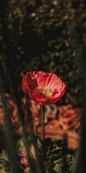 Phone wallpaper: Macro, Petals, Flower, Smooth, Blur free download