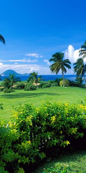 Tropical Paradise: Sea and Palm Landscape for Your Phone Wallpaper