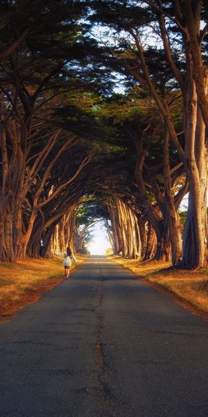 Phone wallpaper: Trees, Roads, Landscape free download