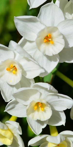 Phone wallpaper: Narcissus, Paperwhite Narcissus, Daffodil, Blur, Close Up, White Flower, Flowers, N