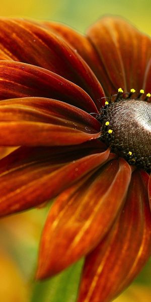 Phone wallpaper: Flowers, Flower, Close Up, Earth, Daisy, Orange (Color) free download
