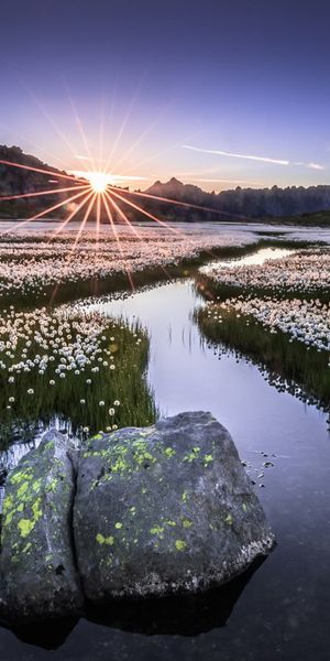Phone wallpaper: Landscape, Nature, Sun, Flower, Earth, Stream, Meadow, Sunbeam, Sunbean free downlo