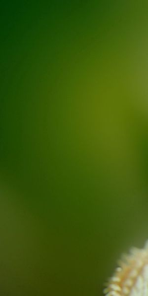 Phone wallpaper: Smooth, Motley, Multicolored, Abstract, Bright, Blur, Background, Figure free downl