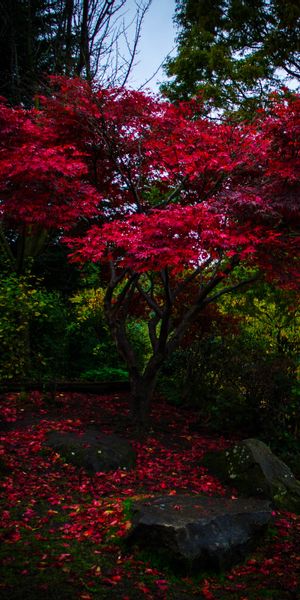 Vibrant Autumn Park with Stunning Red Leaves