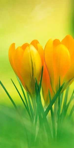 Vibrant Yellow Crocus Flowers Blooming in Green Grass