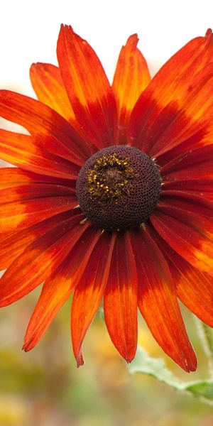 Phone wallpaper: Nature, Flowers, Flower, Blur, Close Up, Earth, Orange Flower free download