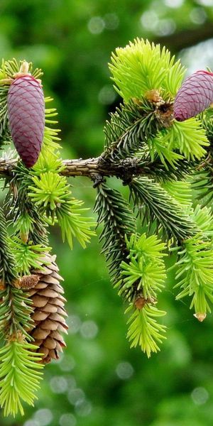 Beautiful Green Fir Tree Branch with Cones for Your Mobile Wallpaper
