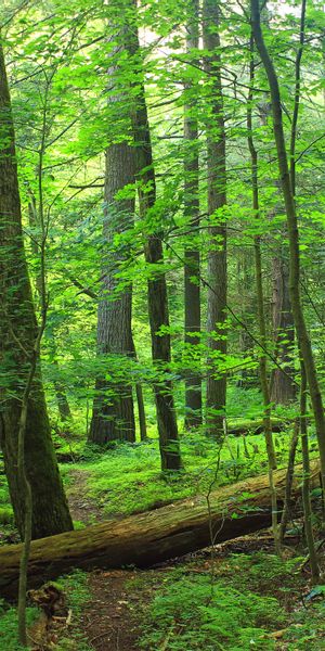 Explore the Tranquil Path Through a Lush Green Forest