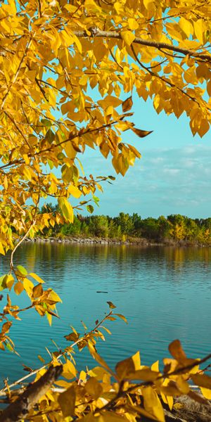 High-Quality Mobile Wallpaper of Autumn Trees Reflecting on a Lake