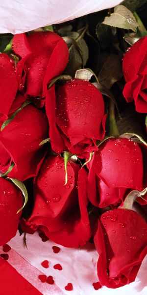 Beautiful Red Rose Bouquet for Your Phone Wallpaper