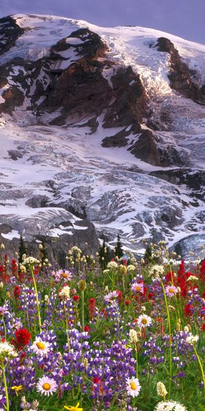 Breathtaking High-Quality Phone Wallpaper Featuring Mountains and Colorful Flowers