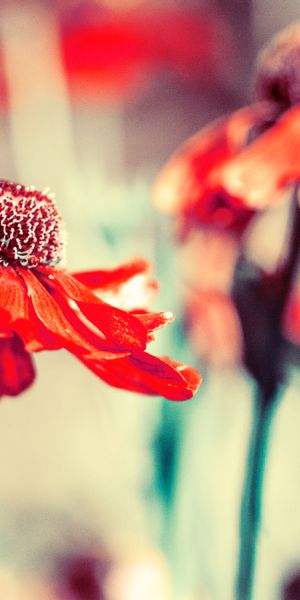 Phone wallpaper: Flower, Bud, Petals, Smooth, Blur, Flowers free download