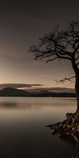 Captivating 4K phone wallpaper featuring a solitary tree by a tranquil lake