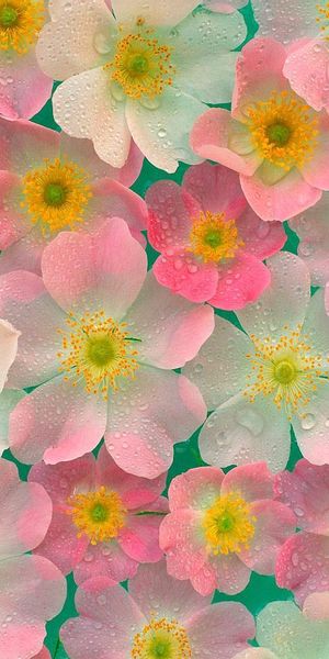 Pink and White Flower Wallpaper with Water Drops