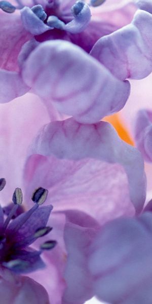 Phone wallpaper: Pastel, Flowers, Flower, Earth free download