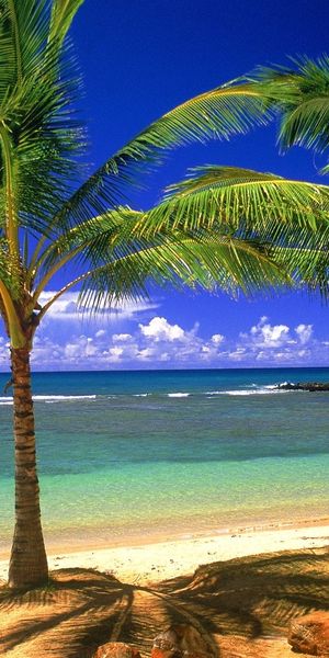 Tropical Beach with Palm Trees and Clear Waters
