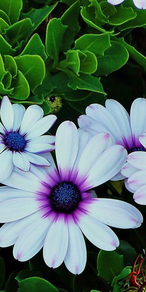 Phone wallpaper: Flowers, Flower, Leaf, Earth, Daisy, White Flower free download