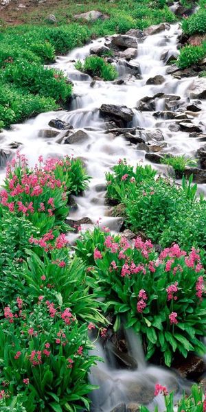 Mountain River Surrounded by Colorful Flowers and Greens