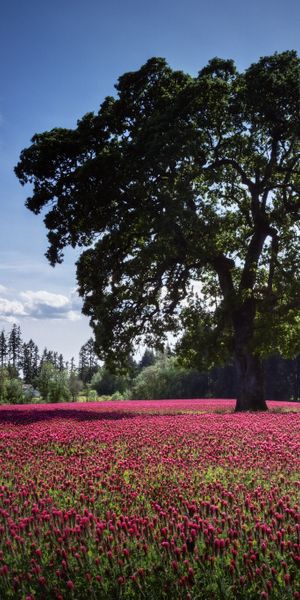 Phone wallpaper: Trees, Tree, Flower, Earth free download
