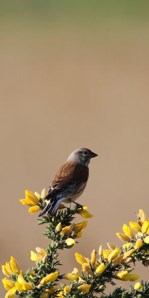 Linnet Bird on Vibrant Yellow Flowers