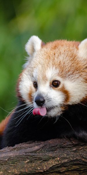 Beautiful Red Panda on a Tree Branch