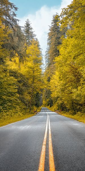 Phone wallpaper: Nature, Road, Forest, Fall, Man Made free download