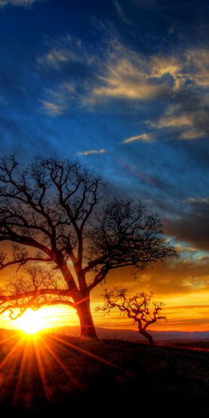 Breathtaking wallpaper of a sunset behind a tree, perfect for nature lovers