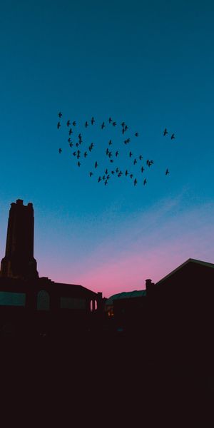 Phone wallpaper: Roofs, Flock, Roof, Nature, Night, Birds free download