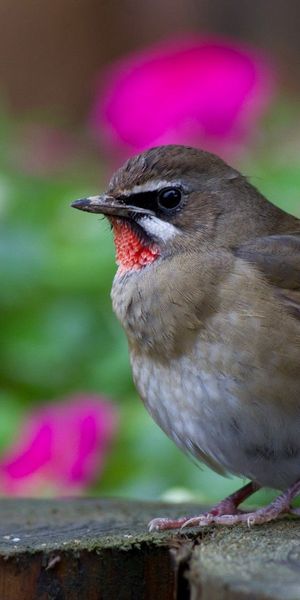 Phone wallpaper: Flowers, Hemp, Wood, Animals, Tree, Smooth, Bird, Grey, Bright, Blur, Focus free do