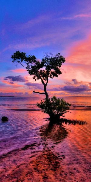 Beautiful Sunset Landscape with a Tree by the Water