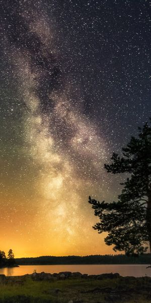 Breathtaking Milky Way and Tree at Night - Perfect Phone Wallpaper