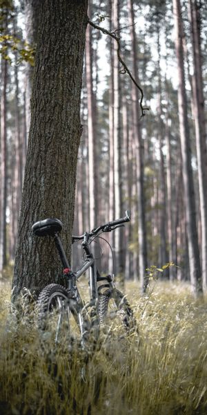 Bicycle in a Serene Forest Setting