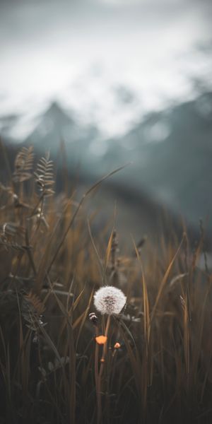 Beautiful Dandelion in a Softly Blurred Nature Background