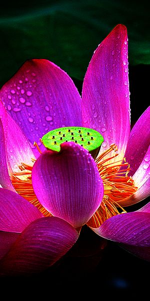 Phone wallpaper: Flowers, Lotus, Flower, Macro, Earth, Petal, Raindrops free download