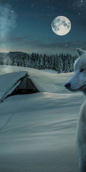 Majestic White Wolf in a Snowy Landscape Under a Starry Sky