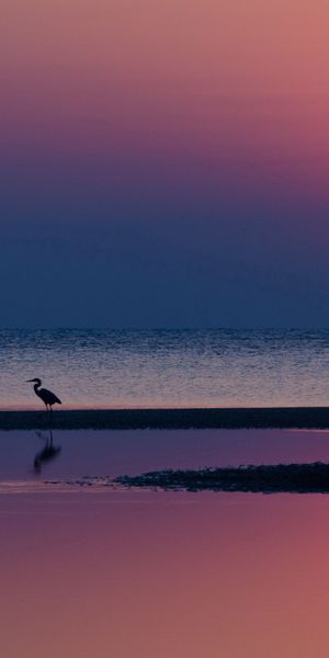 Phone wallpaper: Reflection, Heron, Evening, Water, Horizon, Nature, Sea, Sunset, Sun, Silhouettes,