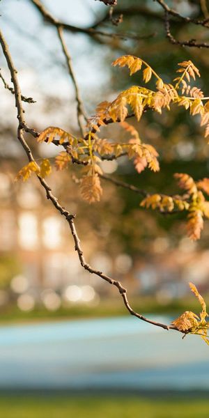 Phone wallpaper: Branches, Foreground, Leaves, Nature, Autumn, Blur free download