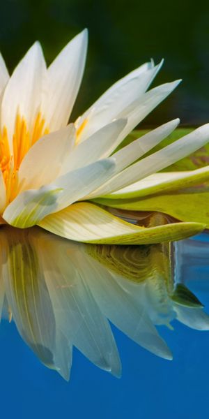 Phone wallpaper: Water Lily, Flowers, Water, Flower, Earth, Reflection free download
